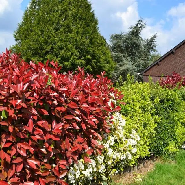 plantation d'une haie